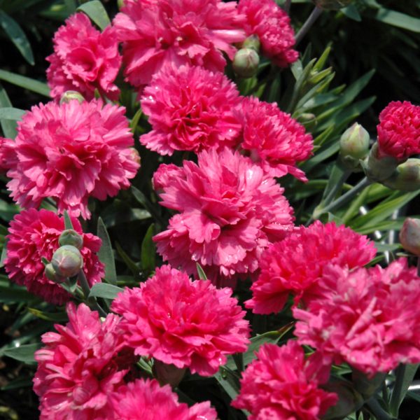 Dianthus Early Bird Sherbet 4.5"