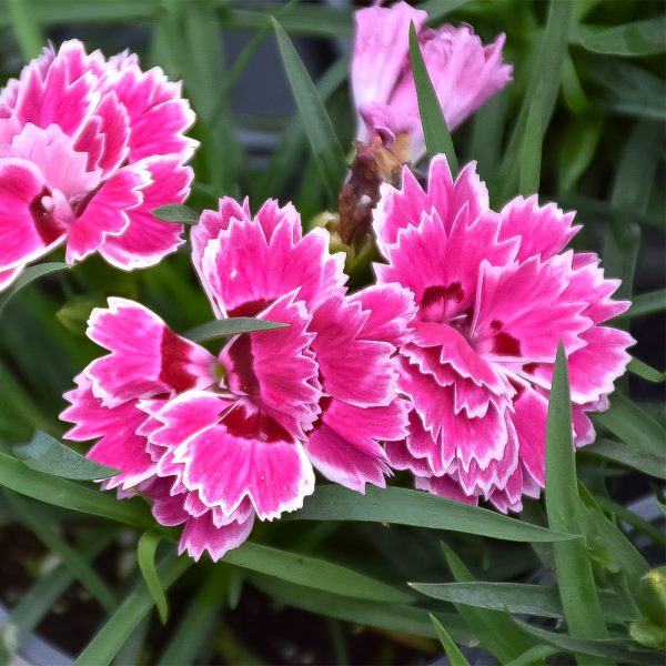 Dianthus Sunflor Esta 4.5"