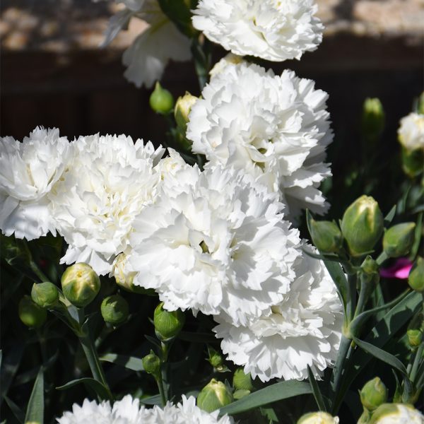 Dianthus Super Trouper White 4.5"