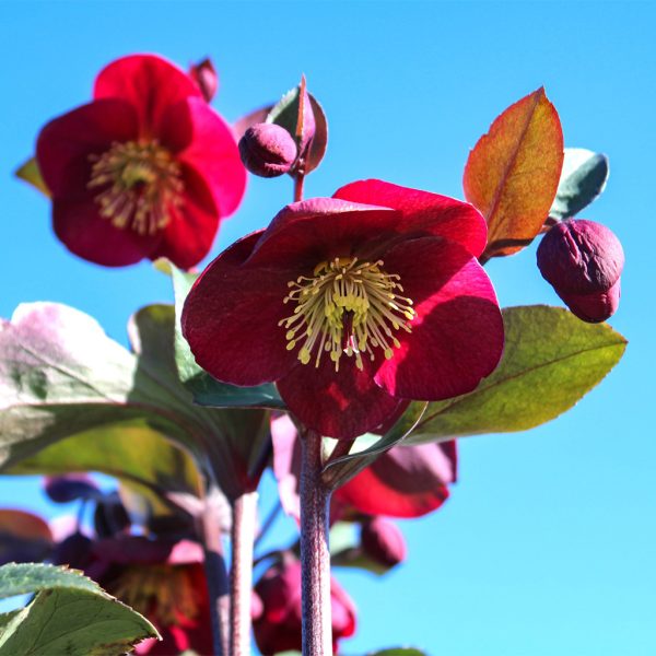 Helleborus Anna's Red 4.5"