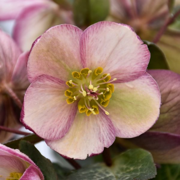 Helleborus Baylis Blush 4.5"