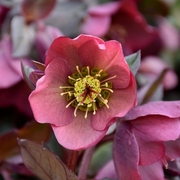 Helleborus Penny's Pink 4.5"