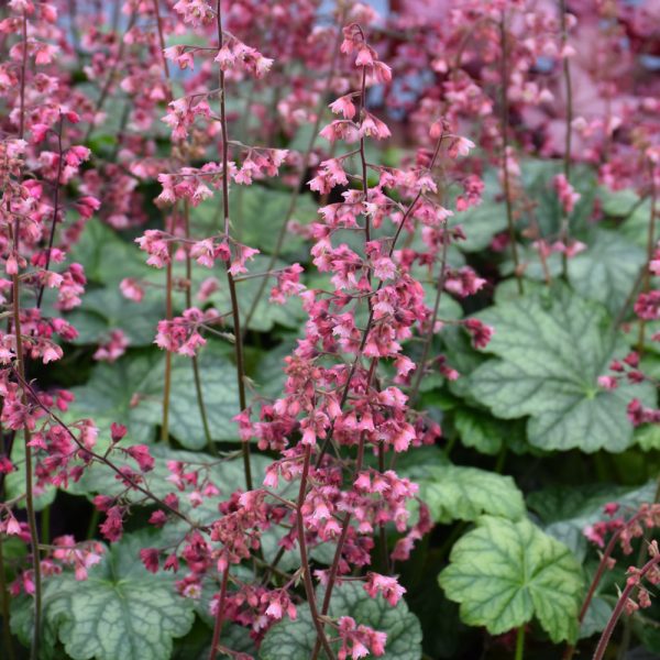 Heuchera Berry Timeless #1