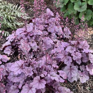 Heuchera Pink Panther QT