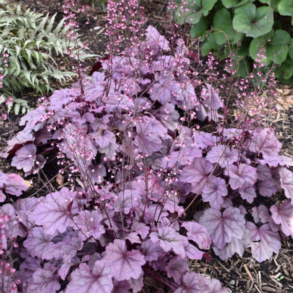 Heuchera Pink Panther QT