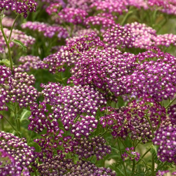 Achillea New Vintage Violet qt