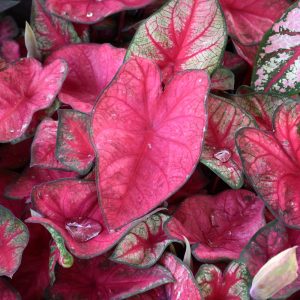 Caladium Party Punch 3.25"