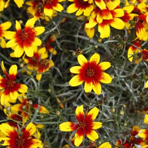 Coreopsis Uptick Yellow & Red #1