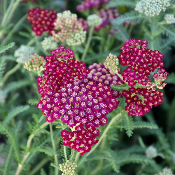 Achillea New Vintage Red #1