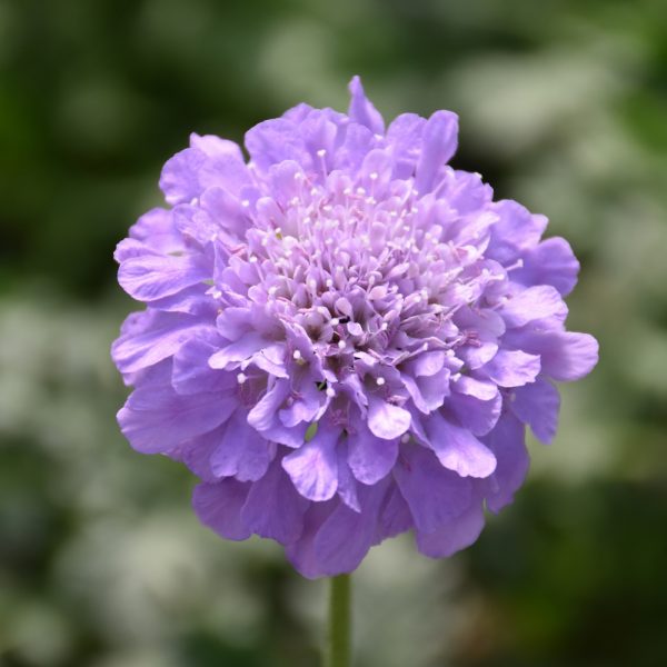 Scabiosa Flutter Deep Blue #1