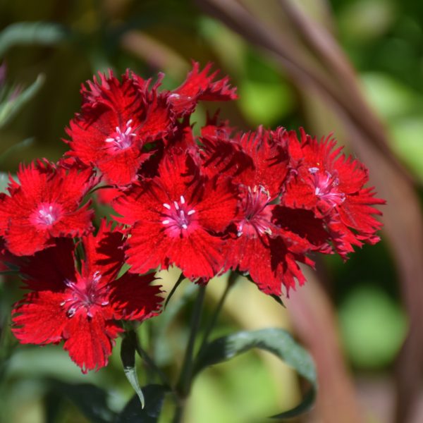 Dianthus Rockin Red #1