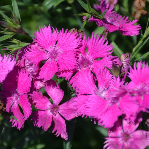 Dianthus Rockin Purple #1