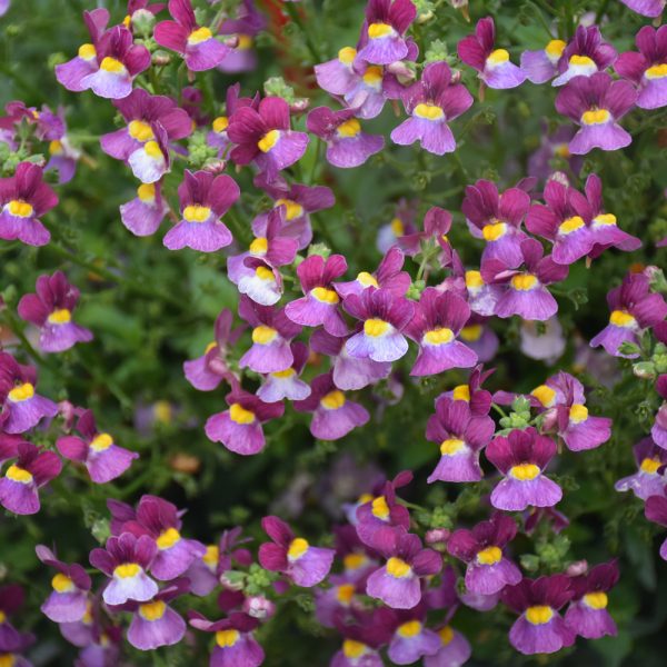 Proven Winner Nemesia Aromance Mulberry 4.5"