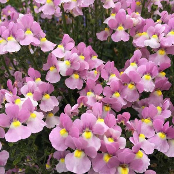 Proven Winner Nemesia Aromance Pink 4.5"