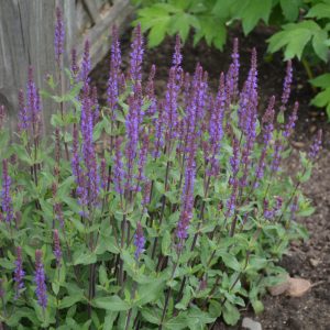 Salvia Caradonna #1