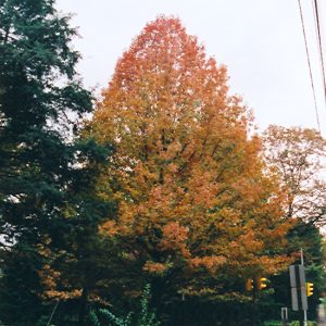 Oak Shumard