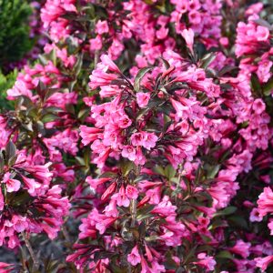 Weigela Wine And Roses #3
