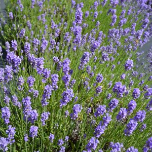 Lavender Hidcote Blue #1