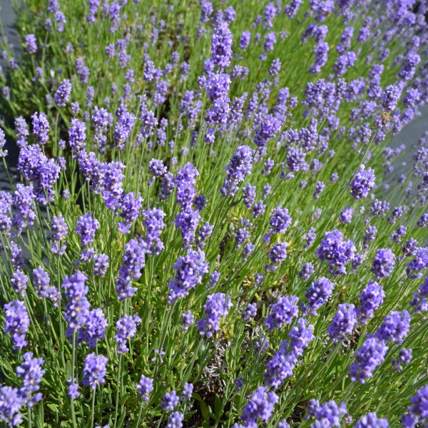 Lavender Hidcote Blue #1