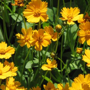 Coreopsis Nana #1