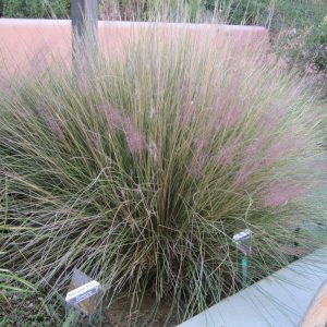Grass Muhly Pink #1