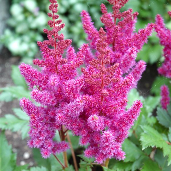 Astilbe Visions #1