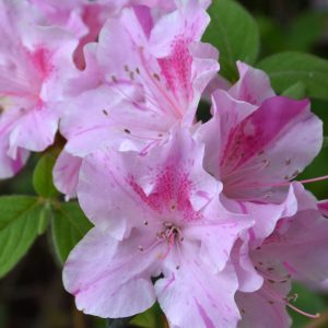 Azalea Encore Autumn Twist #7
