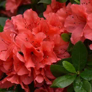 Azalea Encore Sunset #3