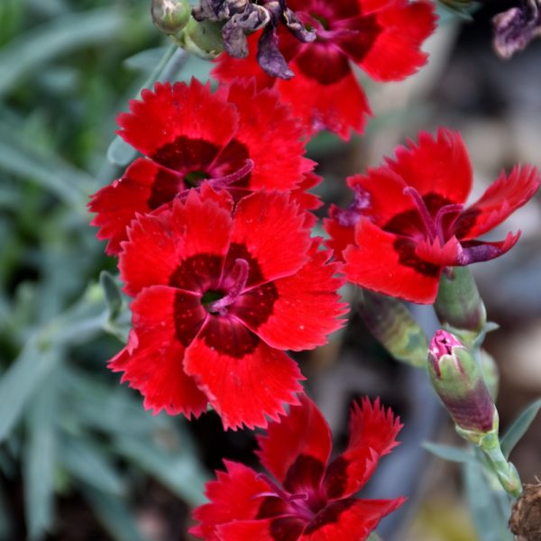 Dianthus Fire Star #1