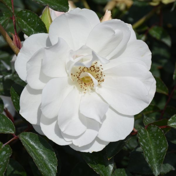 Rose Floribunda Iceberg #3