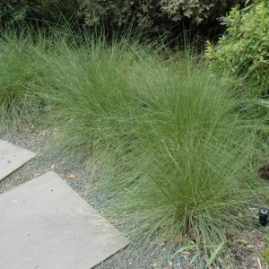 Grass Muhly #3