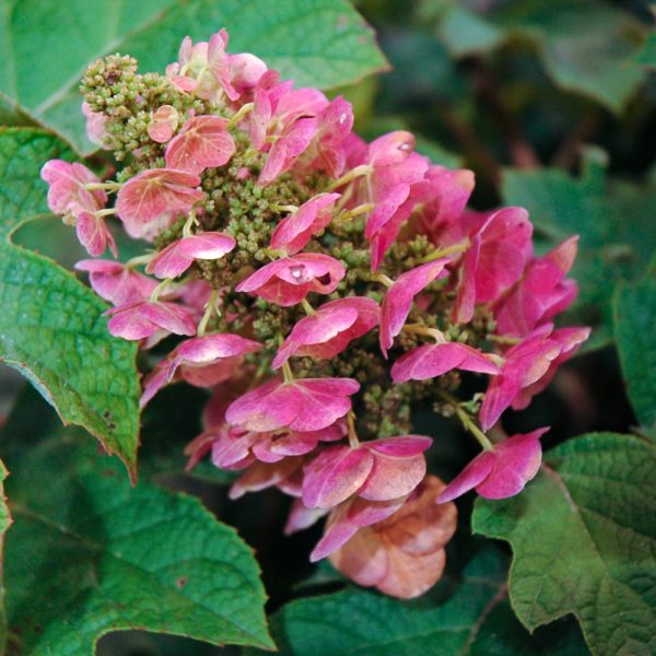 Hydrangea Oakleaf Ruby Slippers #3