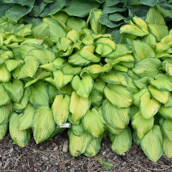 Hosta Stained Glass #3