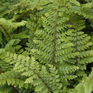 Fern Tassle (#1)