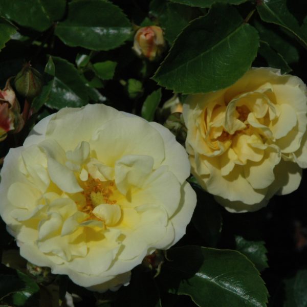 Rose Drift Popcorn #3