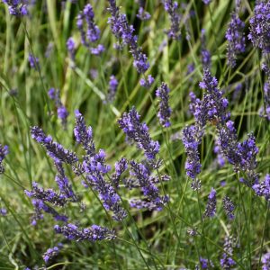 Lavender Phenomenal #1