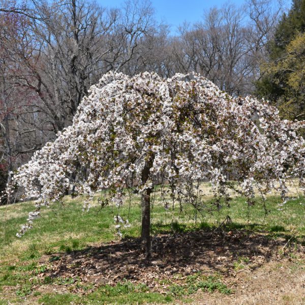 Cherry Weeping Snow Fountain #15