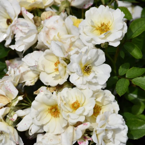 Rose Drift White #3