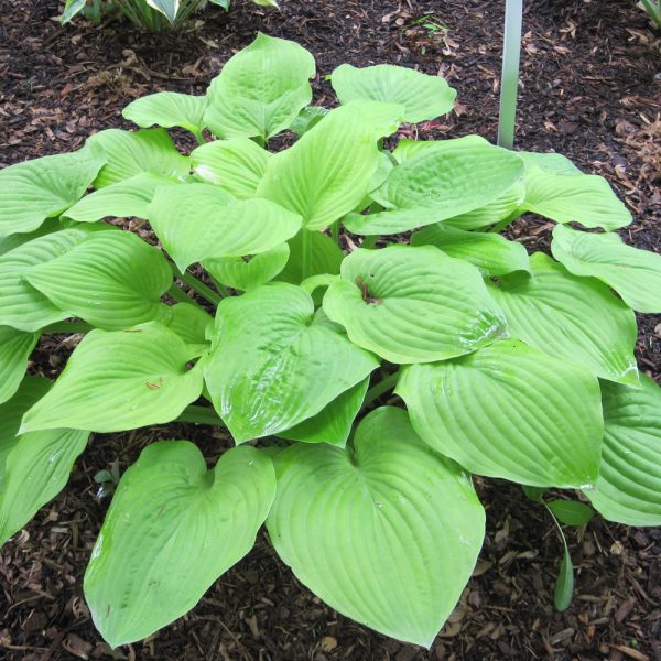 Hosta August Moon #3