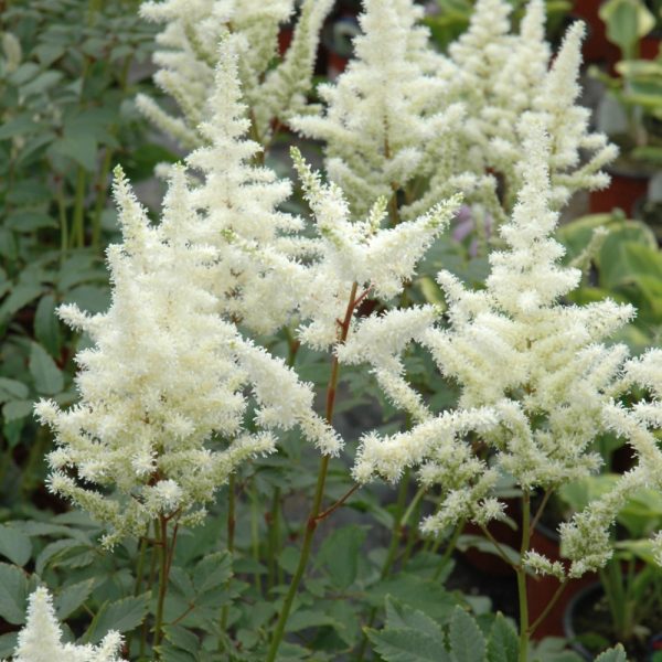 Astilbe Bridal Veil #1