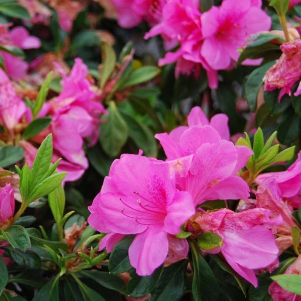 Azalea Pink Ruffles #7
