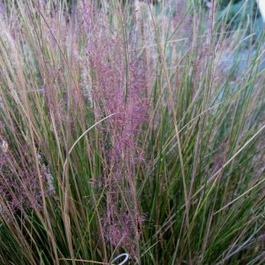 Grass Muhly Fast Forward #1