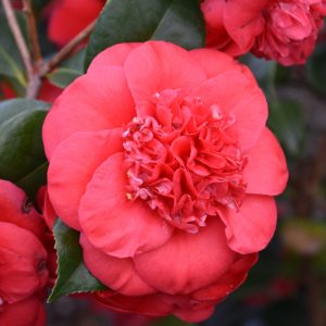 Camellia April Tryst #3