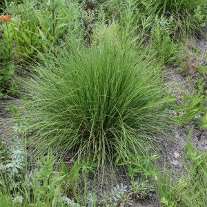 Grass Muhly Undaunted #1