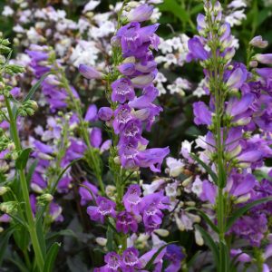 Penstemon Prairie Dusk #1