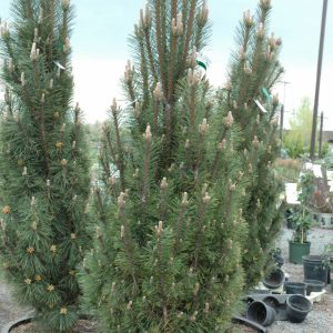 Austrian Pine 'Komet' #3