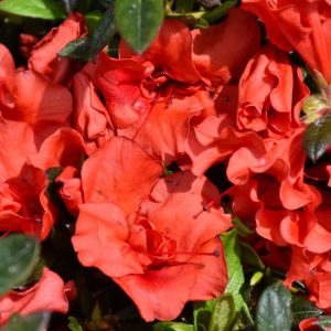 Azalea Encore Autumn Embers #7