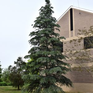 Cedar Deodara Karl Fuchs #1
