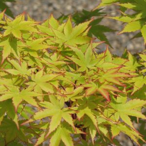 Japanese Maple Coral Bark #15