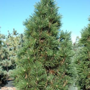 Pine Mugo Columnaris #1